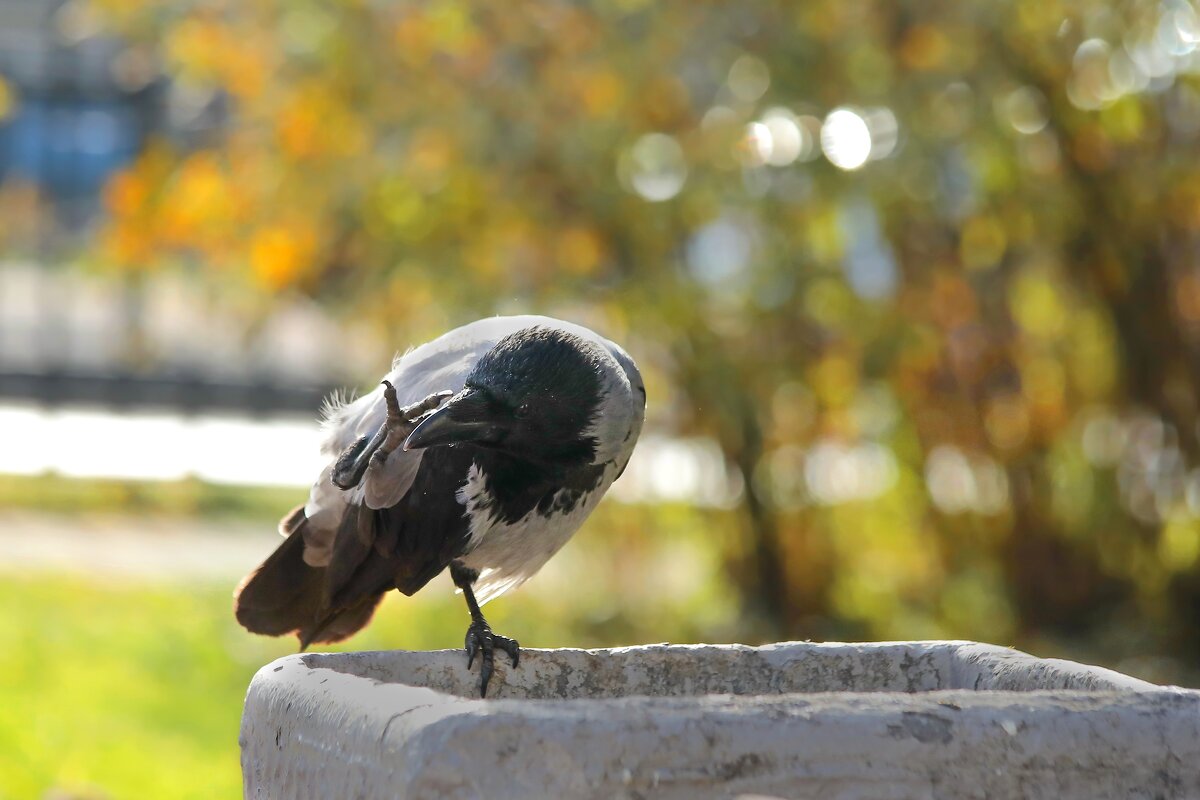 К чему бы это чешется клюв в пятницу? - Татьяна Бравая
