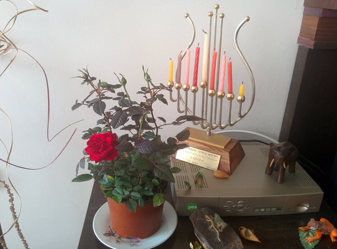 " - Светлана Хращевская