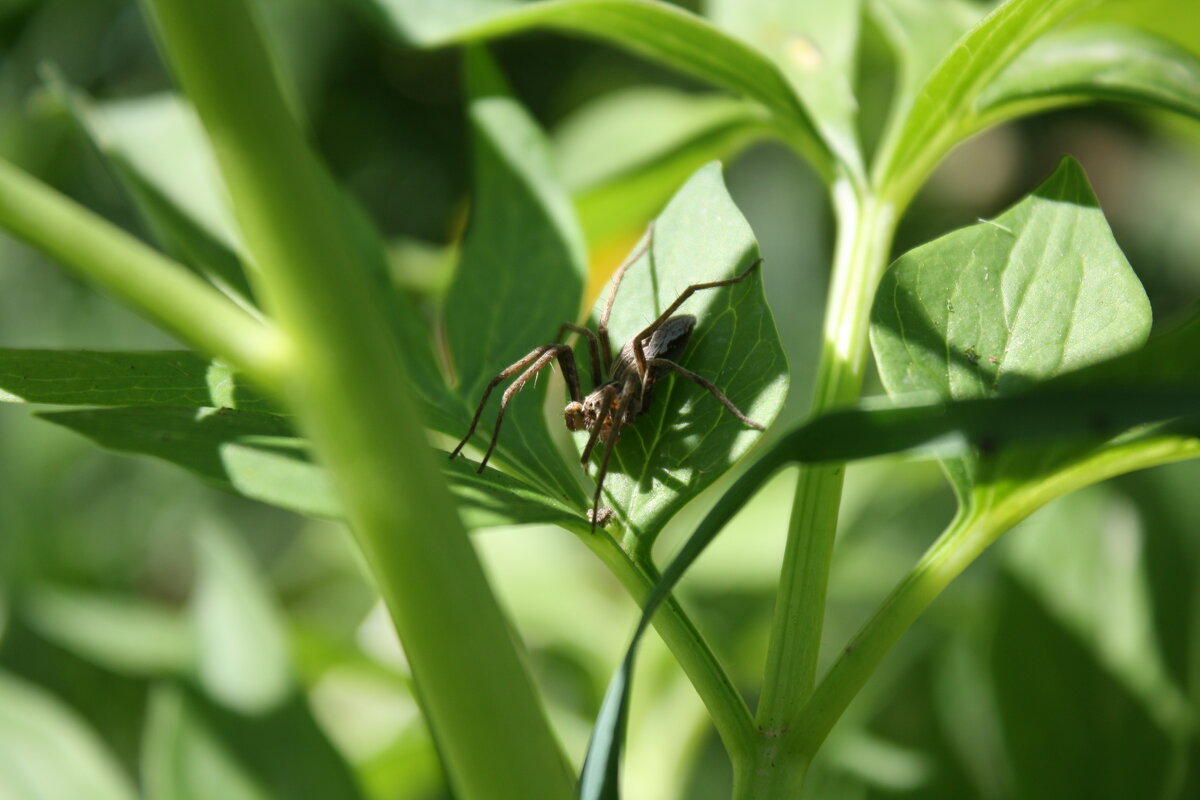 Микромир паук - Жанна 
