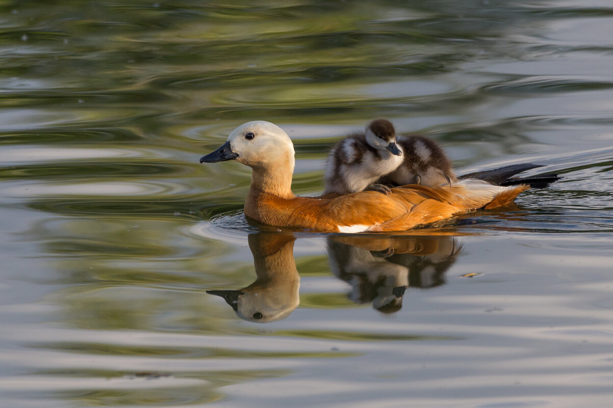 Ути-пути - Игорь Шевченко