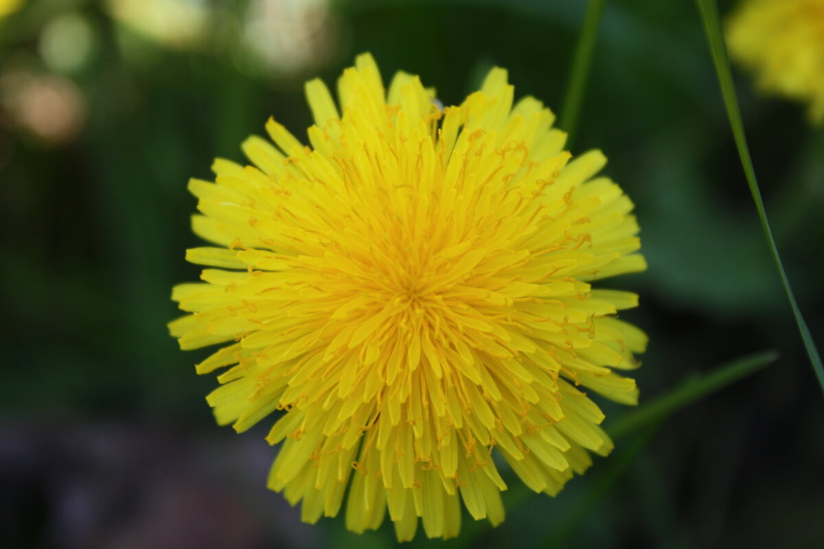 Солнышко - Жанна 