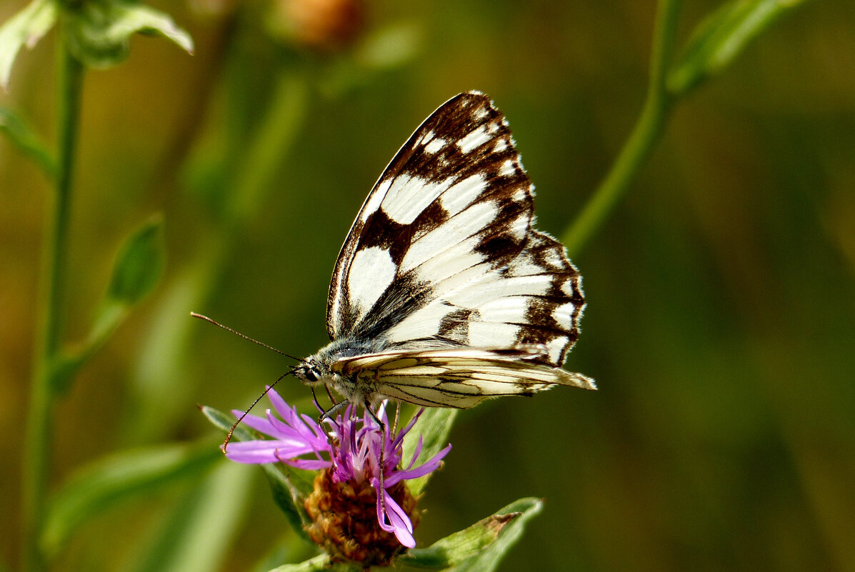 опять про бабочек...201 - Александр Прокудин