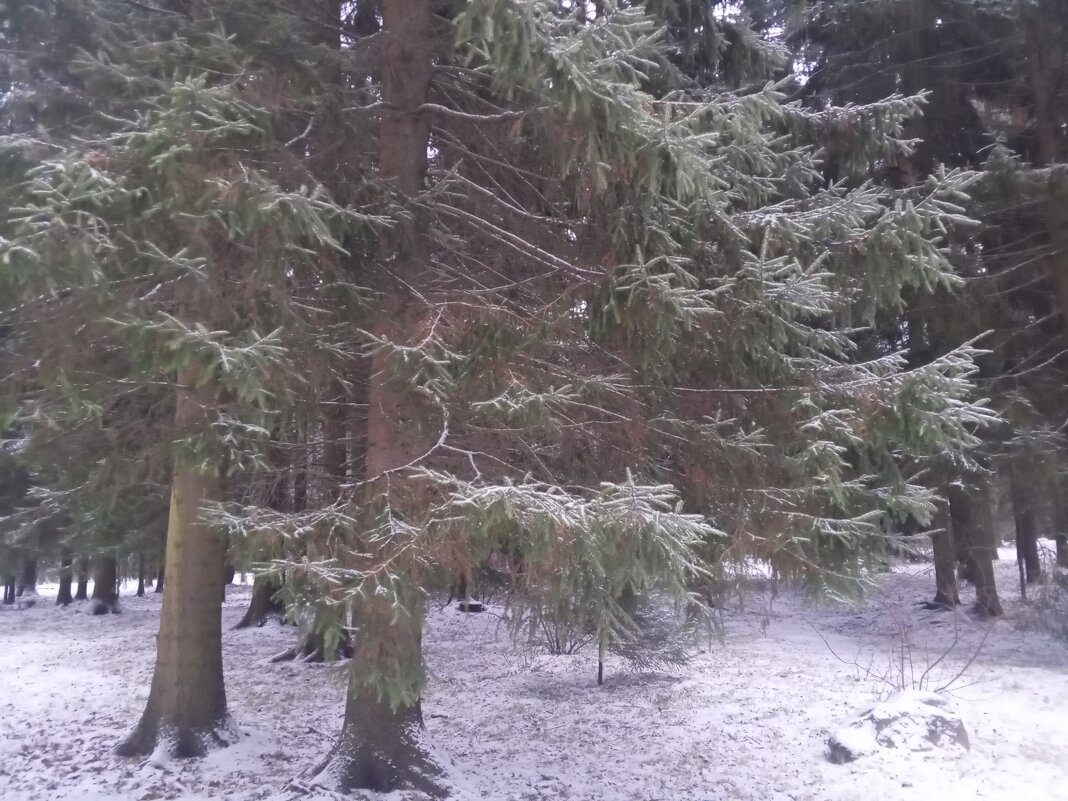 Зима - Сапсан 