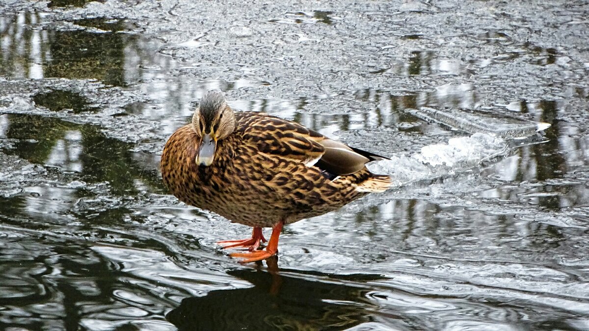 Кряква на тонком льду пруда. - Милешкин Владимир Алексеевич Кряква на тонком льду пруда. - Милешкин Владимир Алексеевич