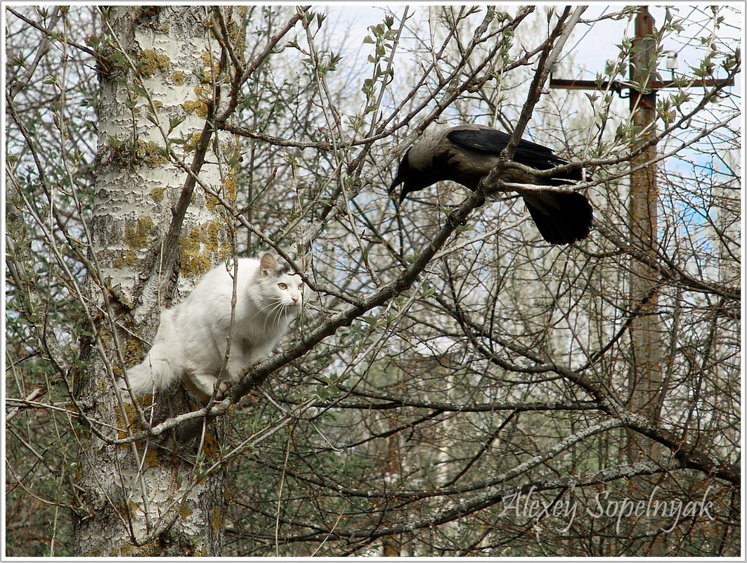 Разговор по душам - Алексей Сопельняк