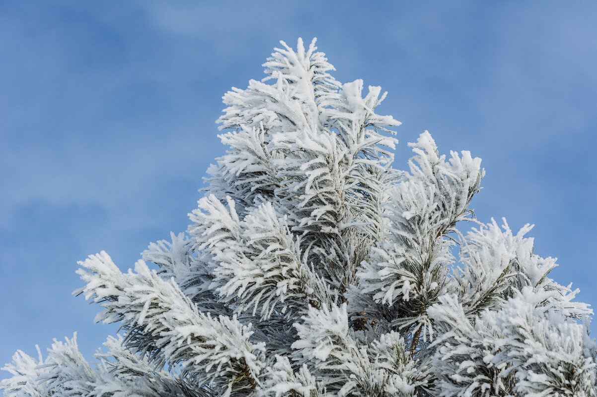 Зима - Виктор Иванович Чернюк
