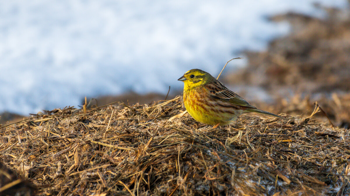 Овсянка - Владимир Лазарев