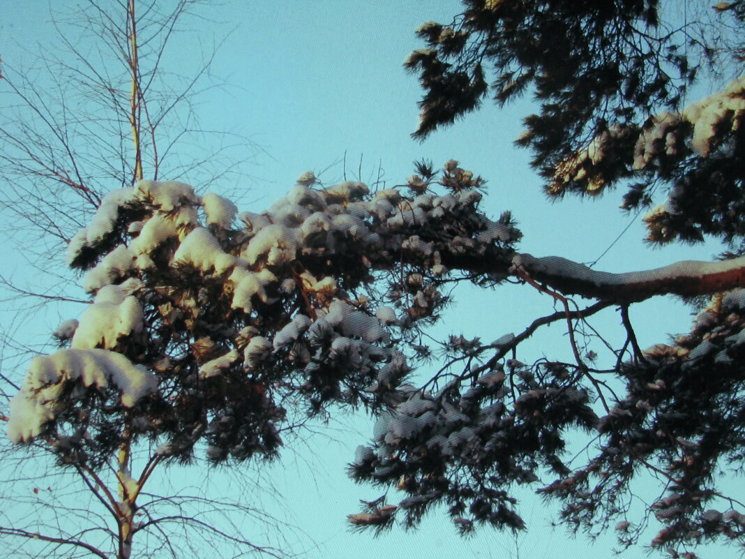 Сосновая ветка - Людмила Смородинская