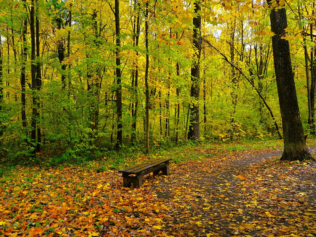 Новочебоксарск. На тропинке Ельниковской рощи среди осенних клёнов. - Пётр Чернега