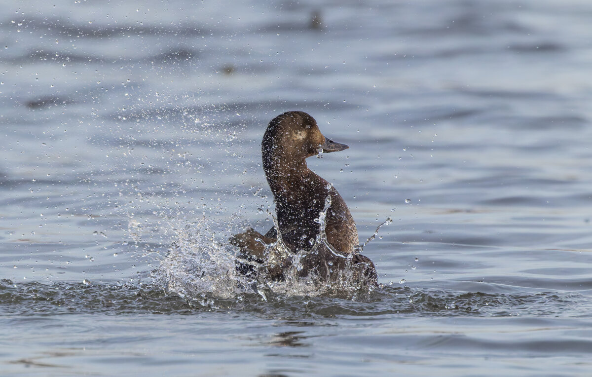 турпан. - юрий макаров