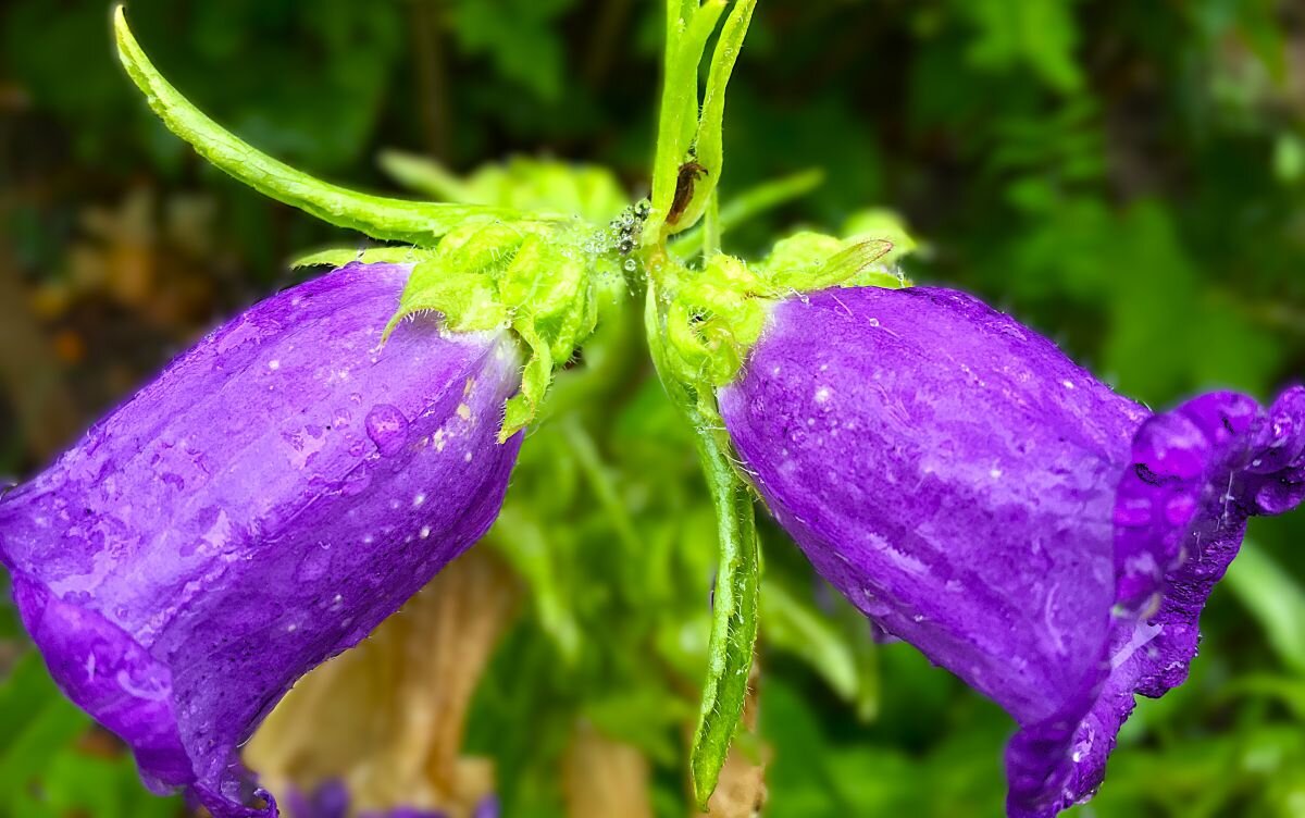 "в дождливый день" - Olga Oskolkova