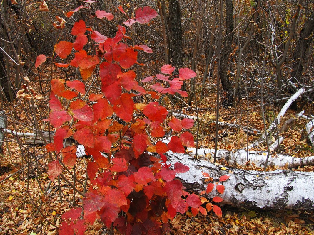 октябрь - Елена Шаламова