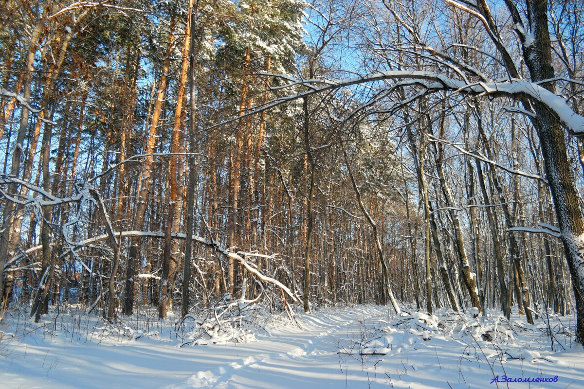 О прогулках в лесу декабрьском.. - Андрей Заломленков