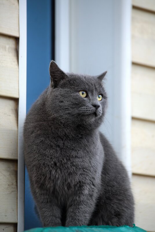 Как я мечтаю о сосиске. - Татьяна Бравая