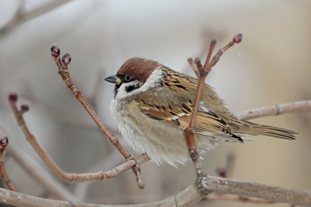 Воробей. - Татьяна Бравая