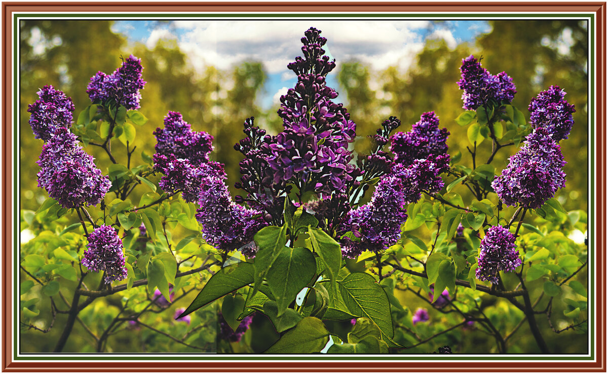 Сирень цветёт - Владимир Кроливец