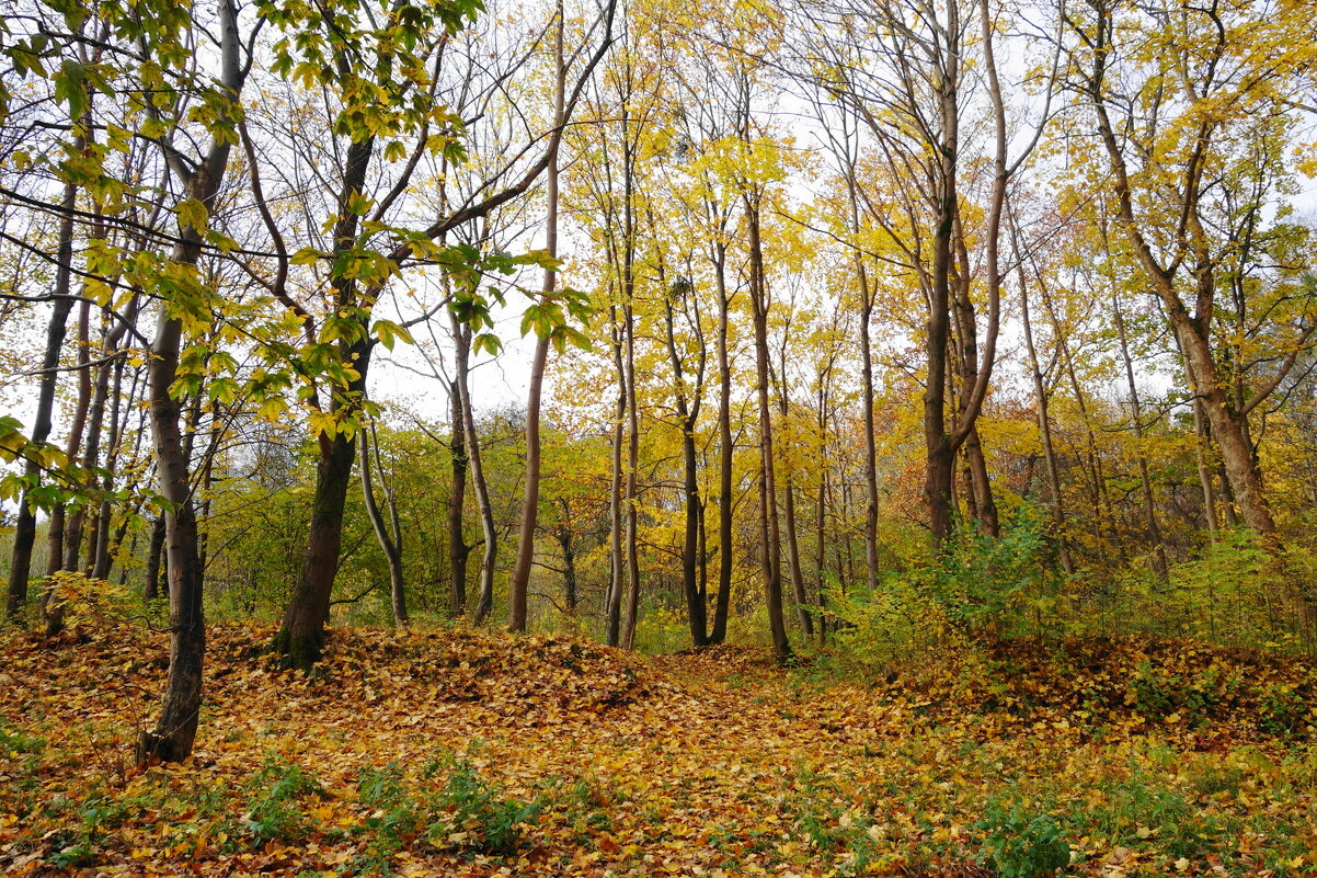 Ашманн парк, Калининград - Рита Симонова
