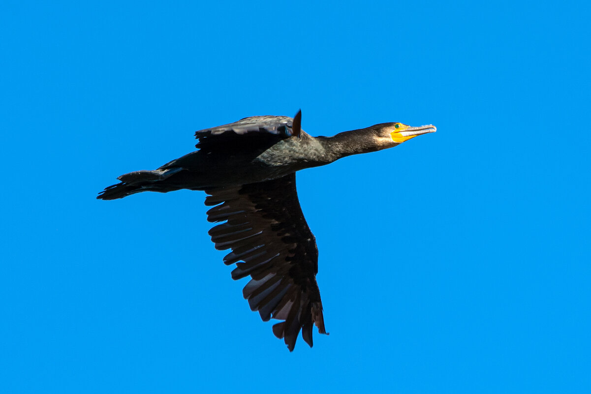 на бреющем - Виталий Емельянов на бреющем - Виталий Емельянов