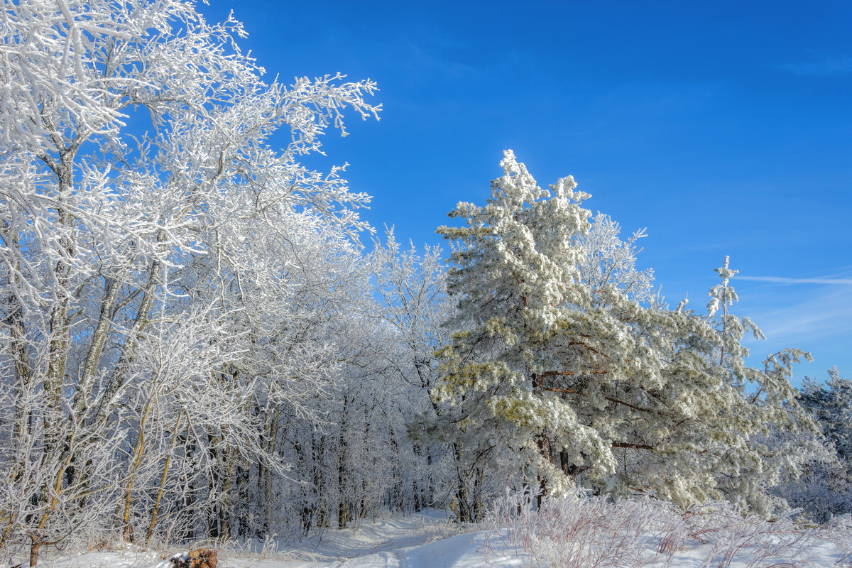 Зимний день - Наталья Димова Зимний день - Наталья Димова