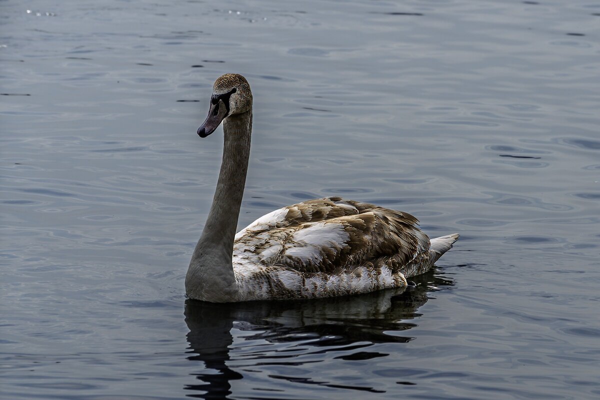 Молодой лебедь - Игорь Сикорский