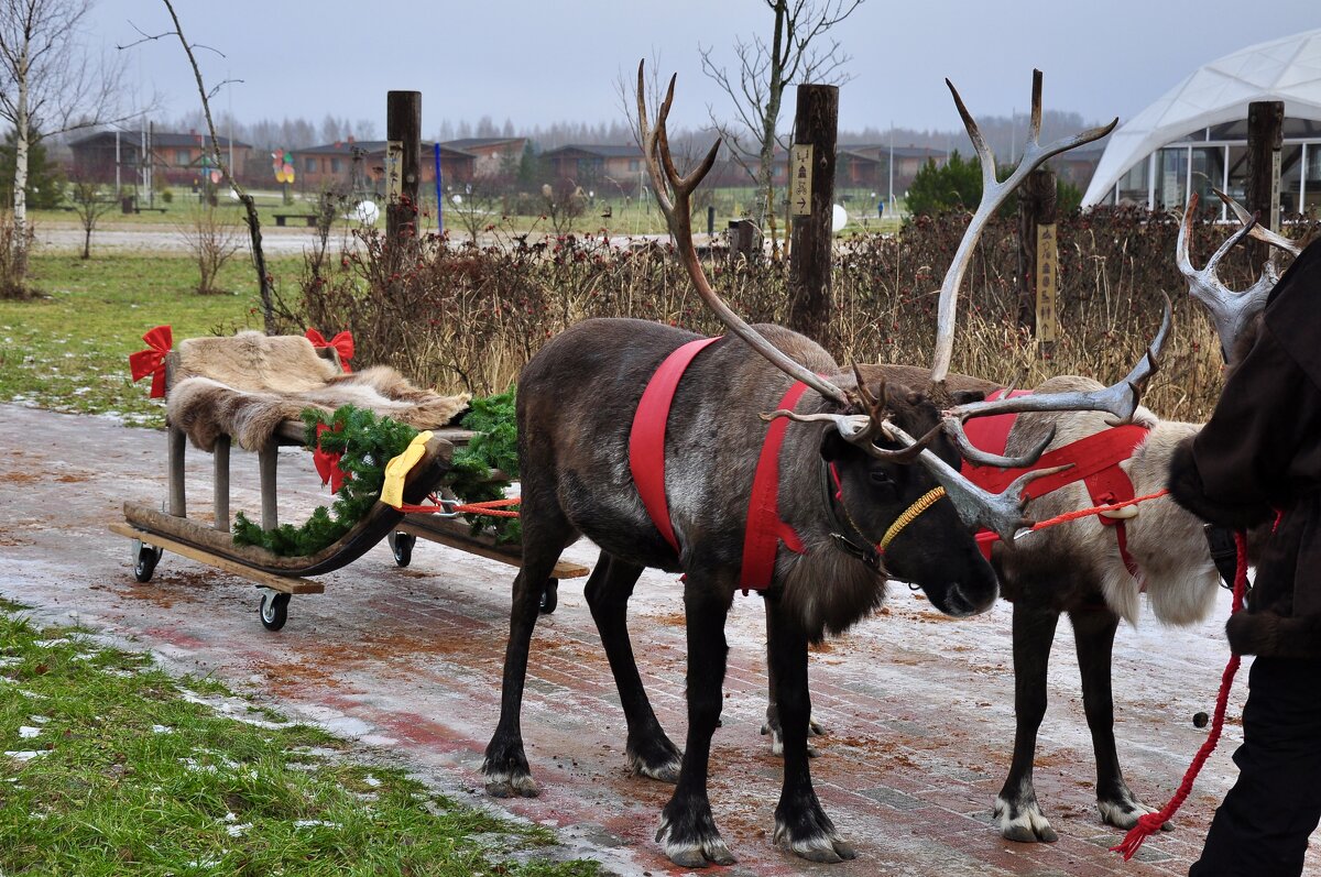 Оленья упряжка - Александр Конов