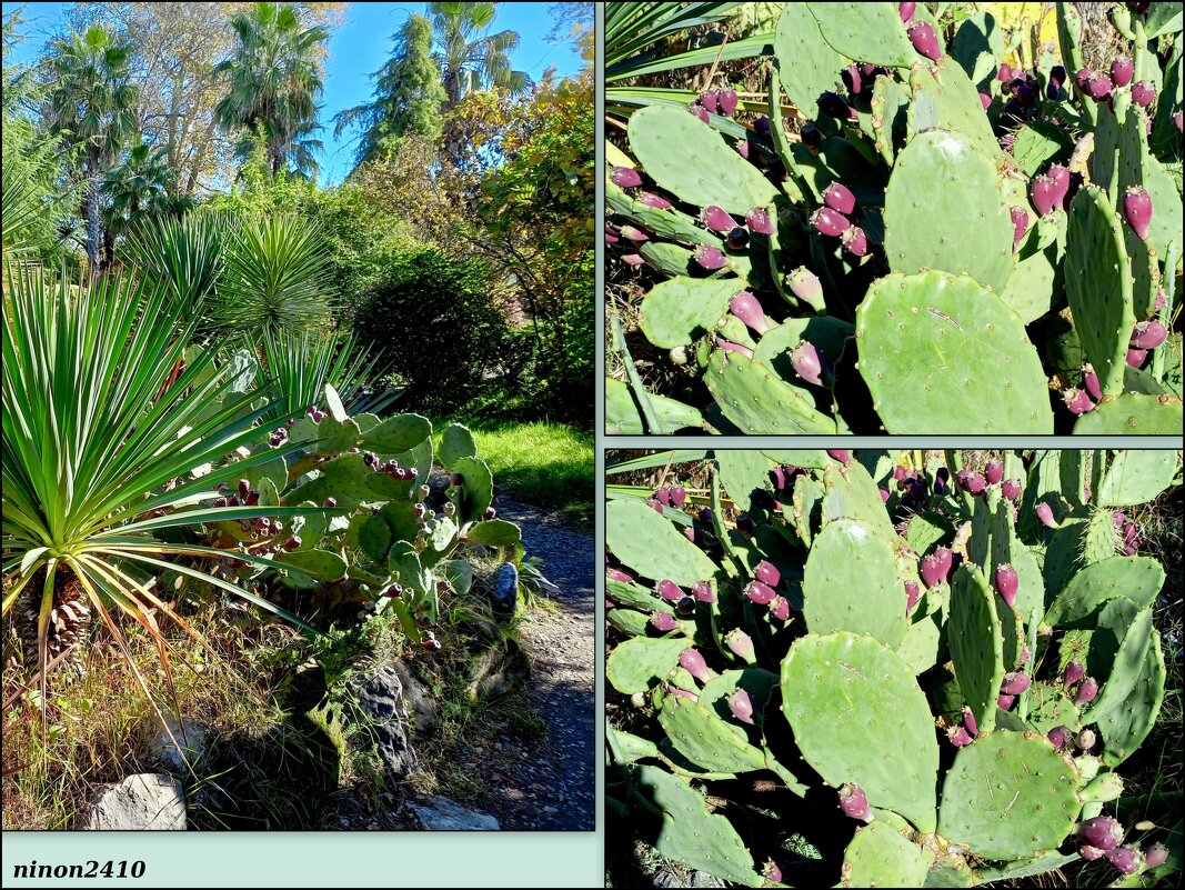 Адлер. Дендропарк "Южные культуры" - Нина Бутко Адлер. Дендропарк "Южные культуры" - Нина Бутко