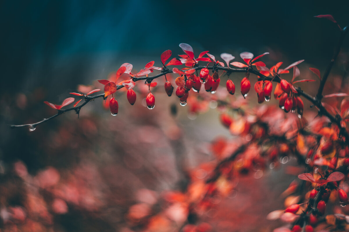 Барбариски - Игорь Шевченко