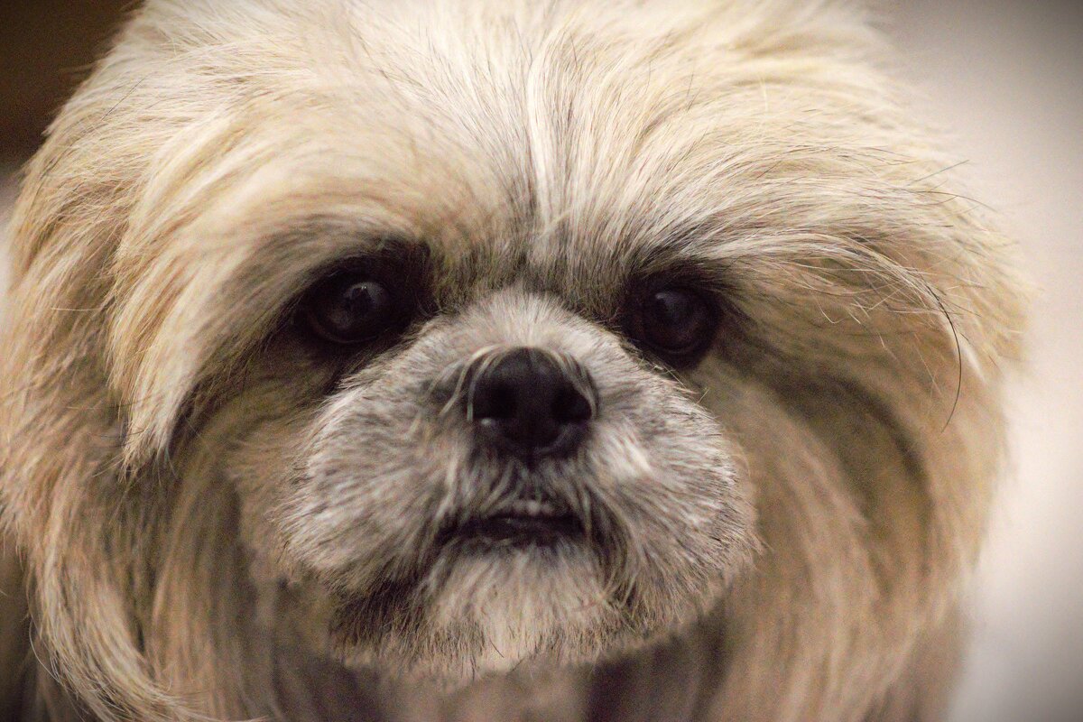 Хозяин ты заболел? - Юрий Полторыхин.