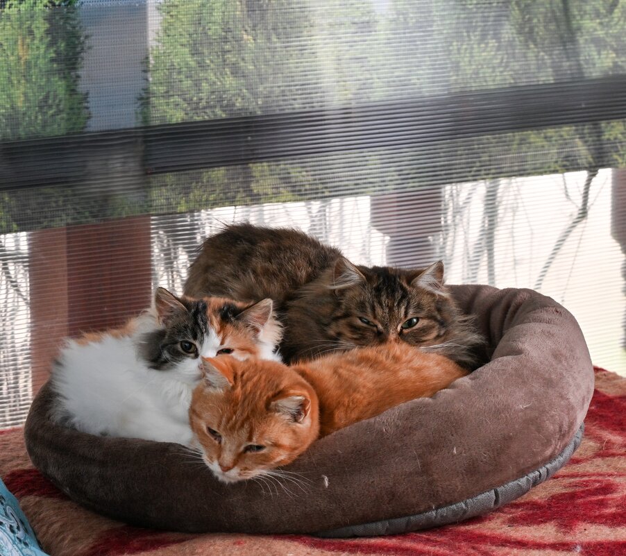 Семья - Вадим 