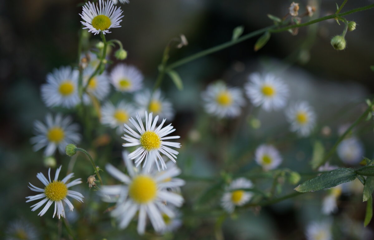 13 12 2025г. - Вен Гъновски