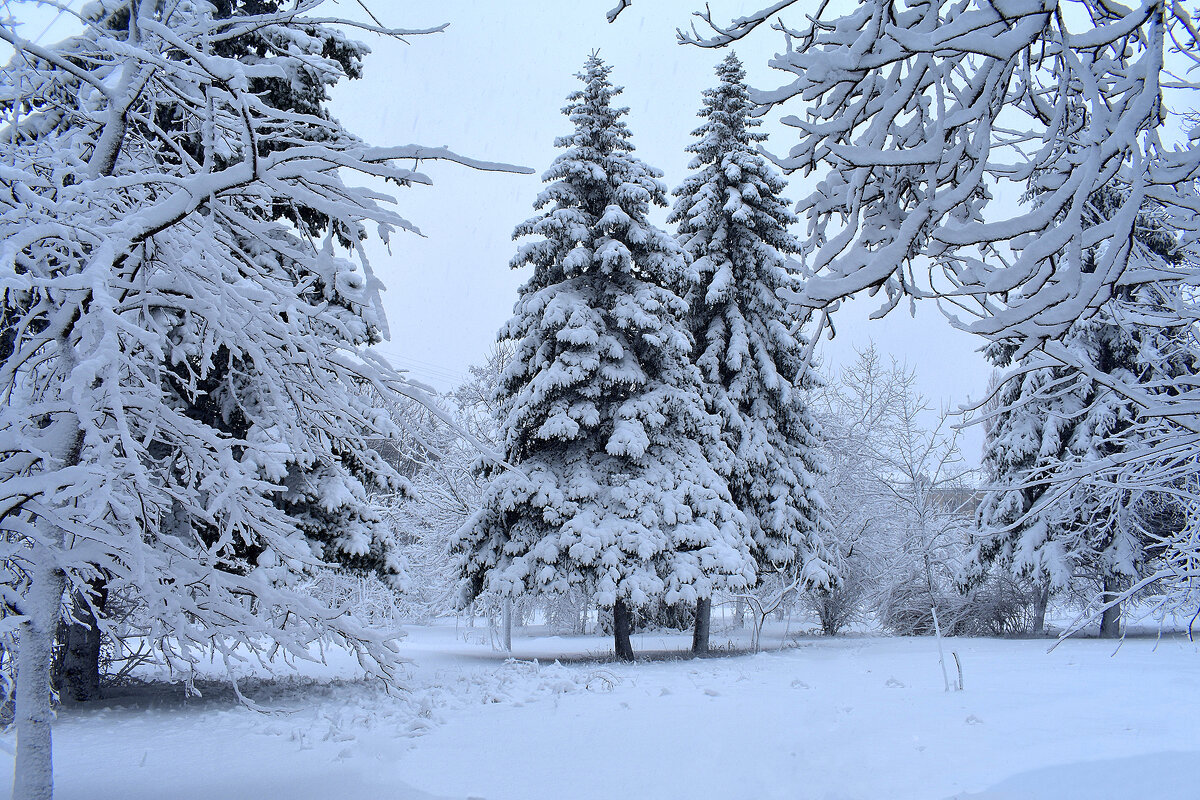 Снег-то какой! - Nina Streapan
