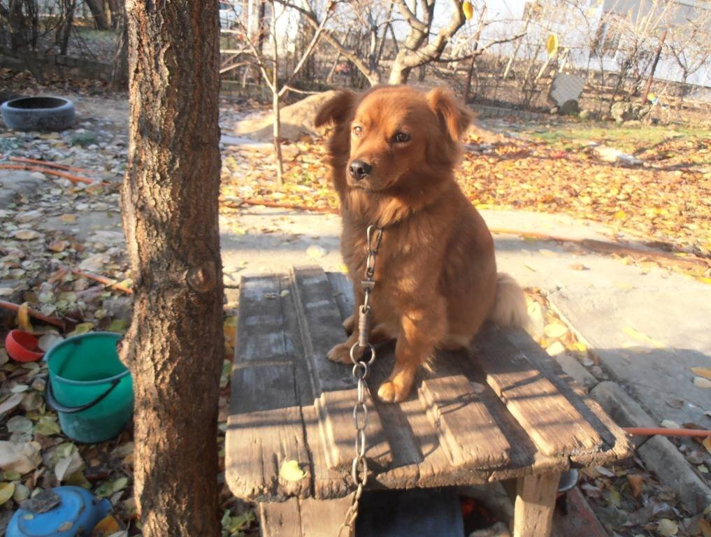 Дружку надоело позировать :) - Наталья 