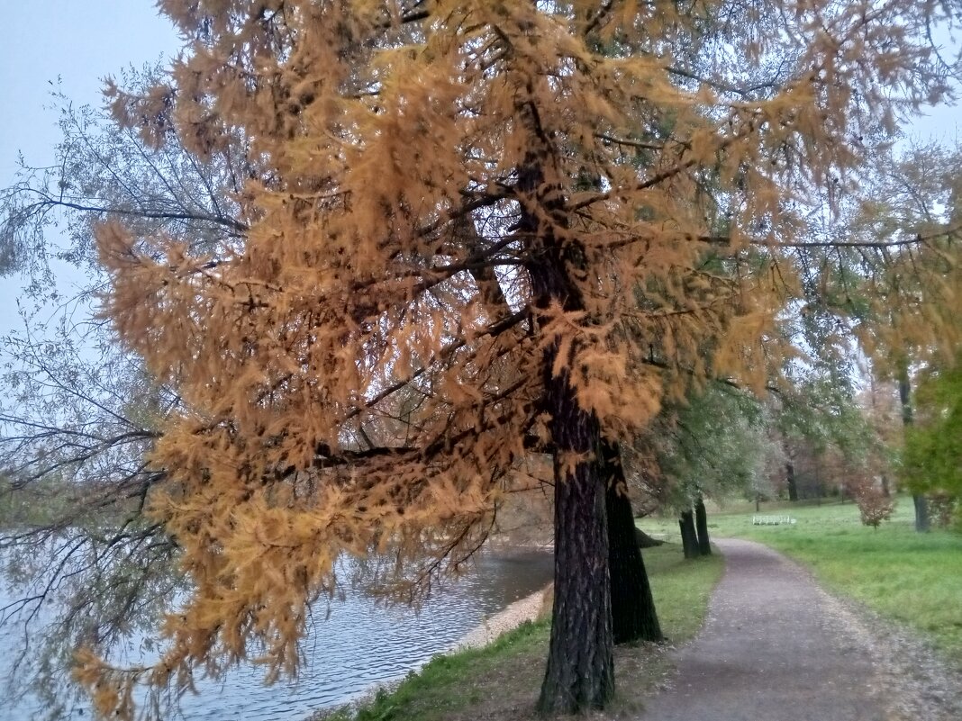 Осень - Сапсан 