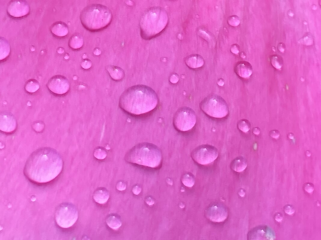 На лепестке - Ольга Савельева 