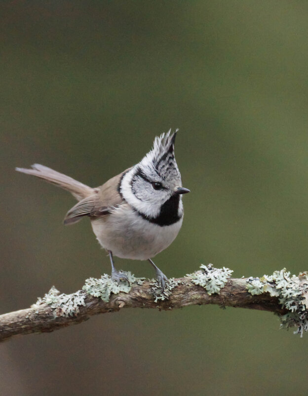 Хохлатая синица - Павел 