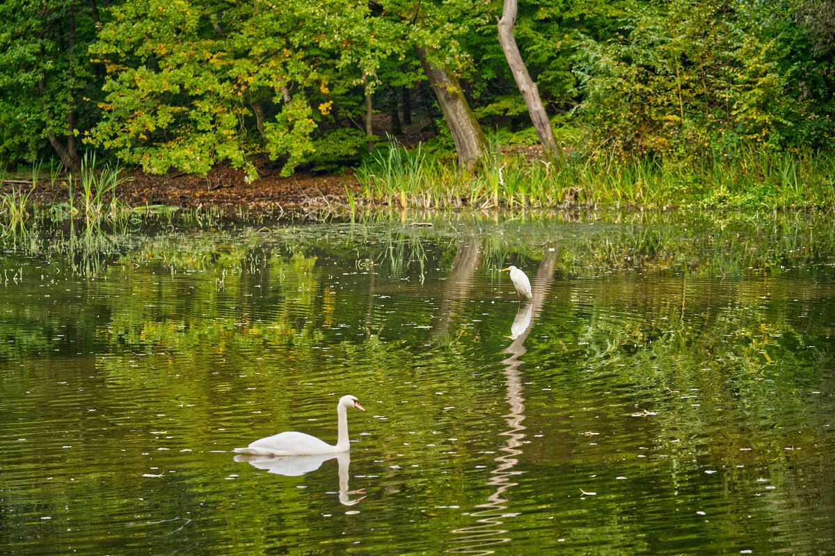 Пруд ... - Jakob Dick