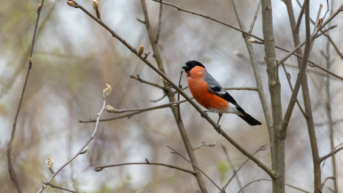 Снегирь - Владимир Лазарев