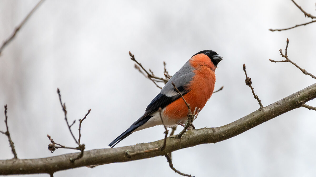 Снегирь - Владимир Лазарев