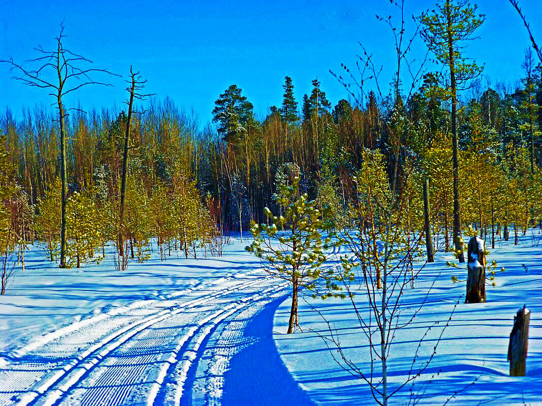 Январь...Лыжня в тайге! - Владимир 