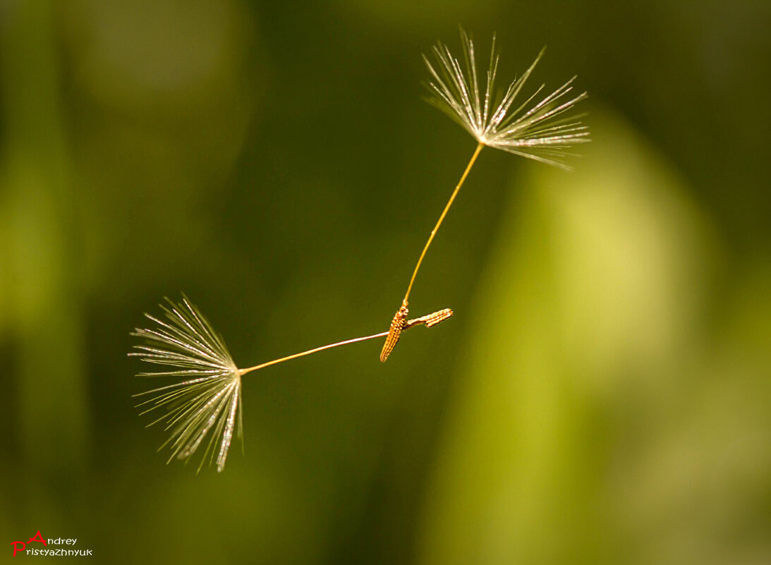 Вместе... - Андрей Пристяжнюк