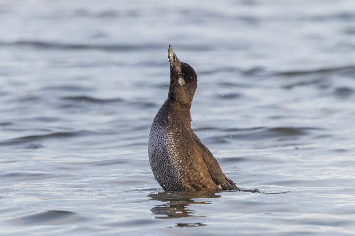 турпан. - юрий макаров