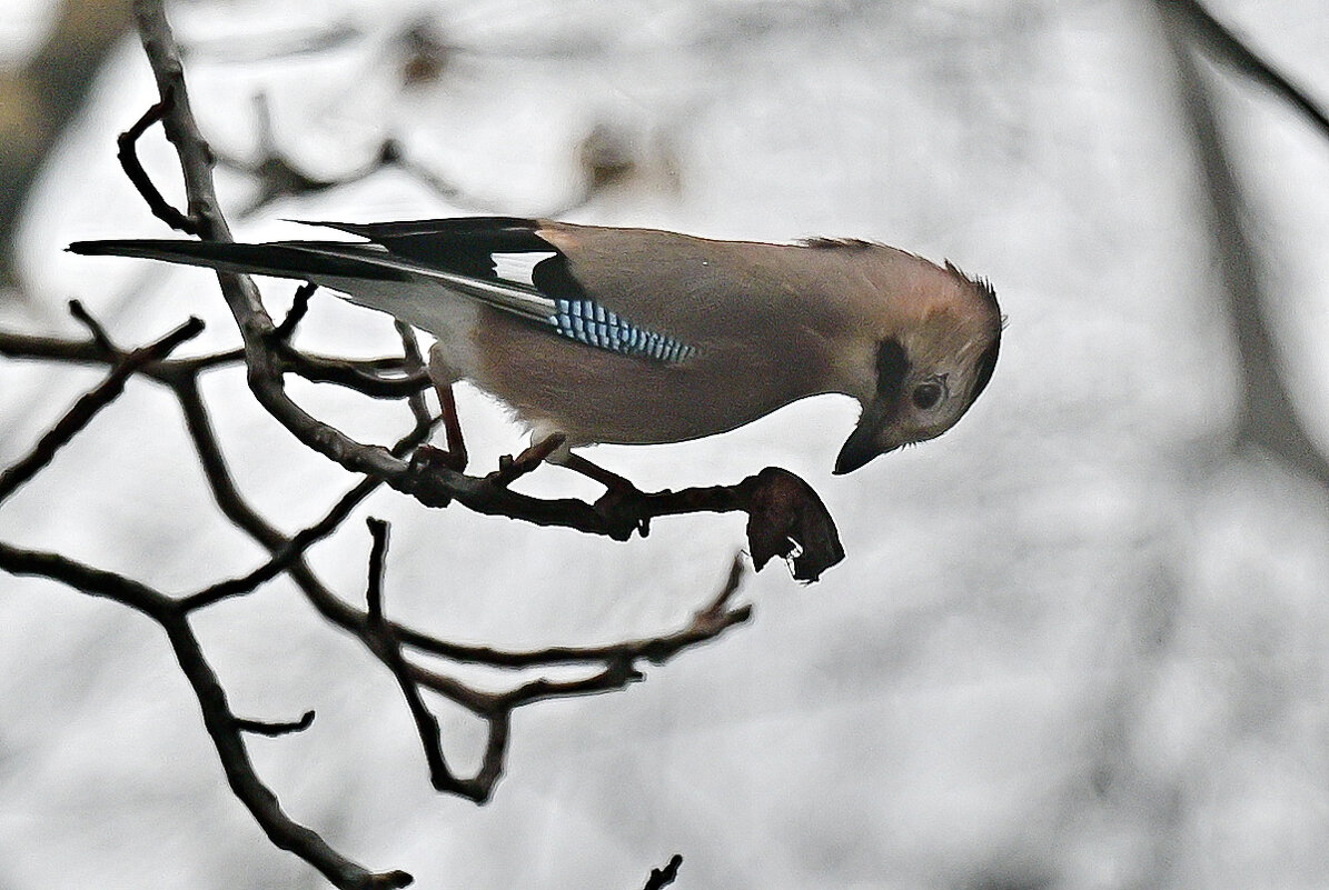 Сойка в поисках... - Николай Саржанов