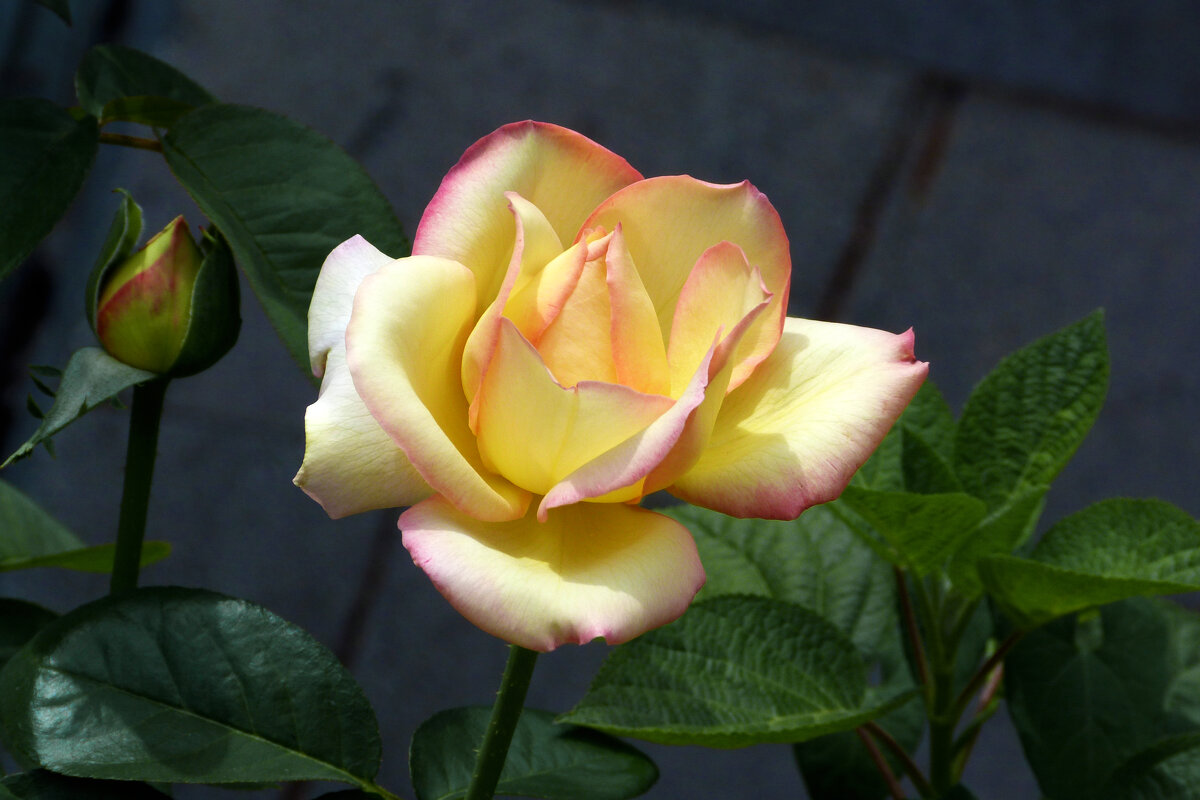 Бутоны  Глории  Дей - Валентин Семчишин