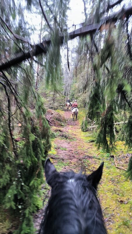 Декабрь в лесу. - Ольга 