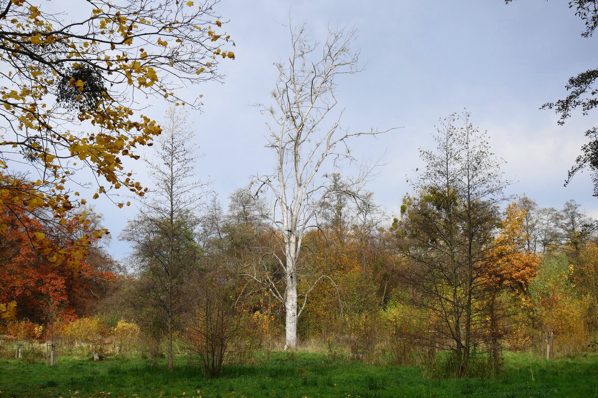 Ашманн парк, Калининград - Рита Симонова
