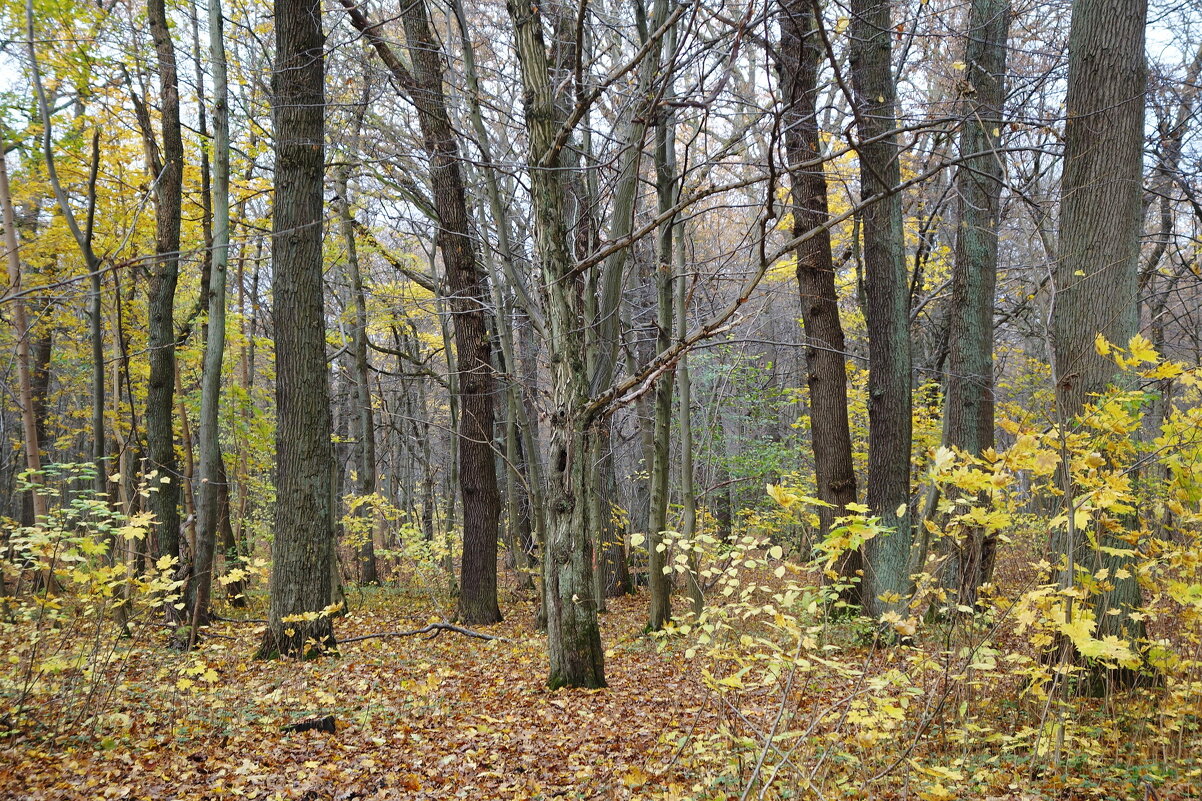 Ашманн парк, Калининград - Рита Симонова