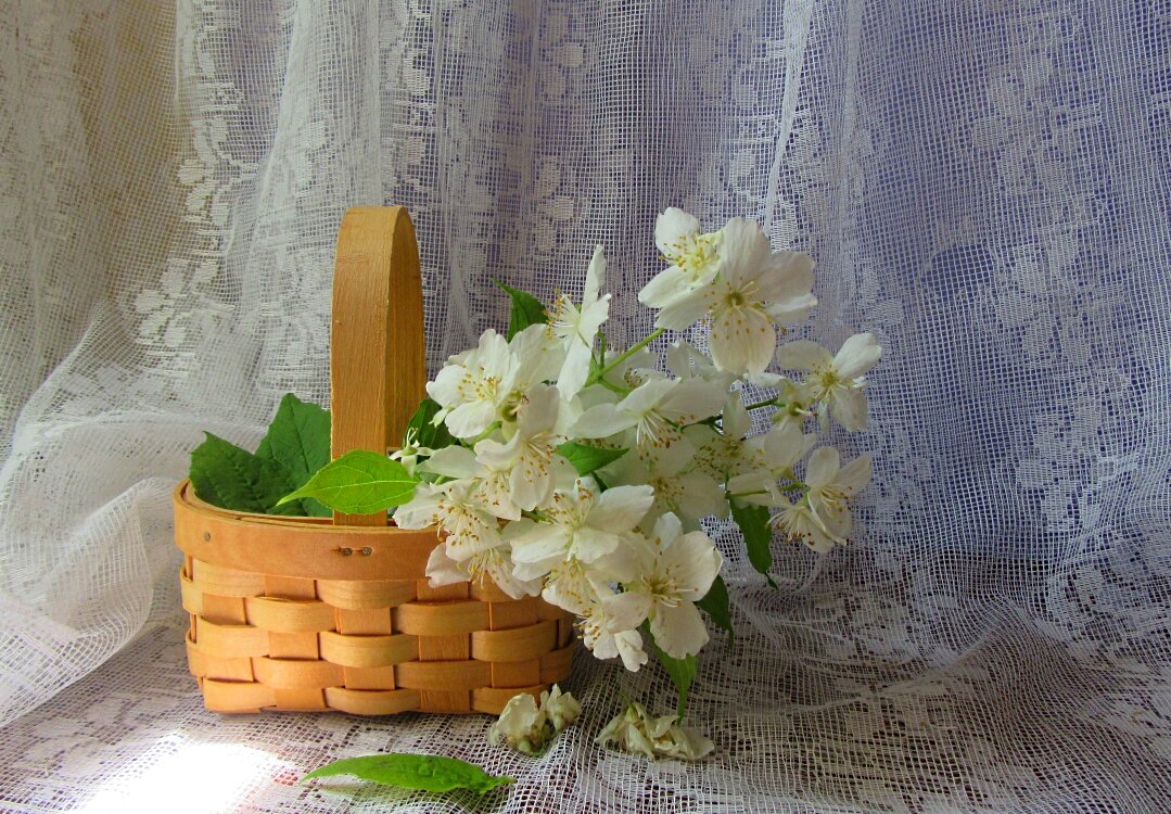 Жасминовая    нежность... - Галина Кузьмина