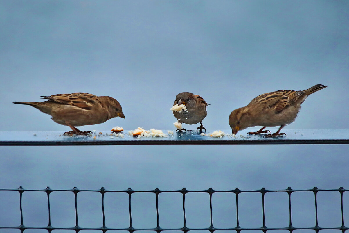 Счастливо оставаться, девочки. - Татьяна Бравая