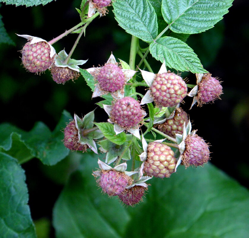 Малина,пока ещё зелёная. - nadyasilyuk Вознюк