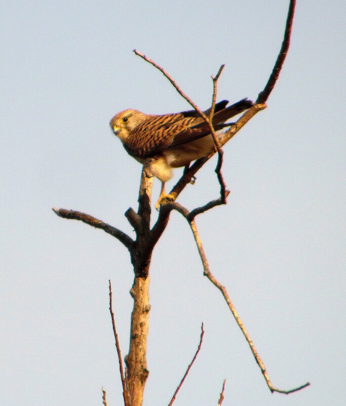 Я ей не понравилась. - nadyasilyuk Вознюк